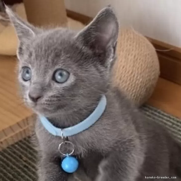 ID:2410-01579の子猫