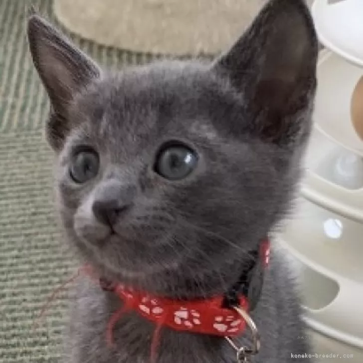 ID:2406-00101の子猫