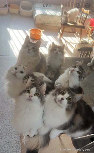 リビングのママ猫達です。｜佐野　さつき(さの　さつき)ブリーダー(愛知県・ノルウェージャンフォレストキャット・TICA/GCS登録)の紹介写真4