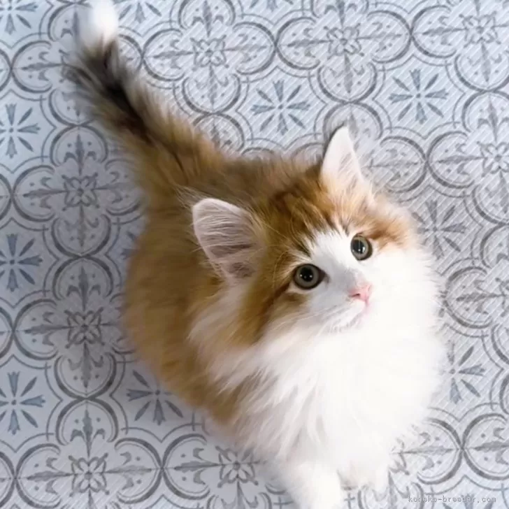 ID:2411-00698の子猫