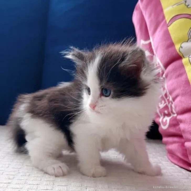 ID:2311-02737の子猫