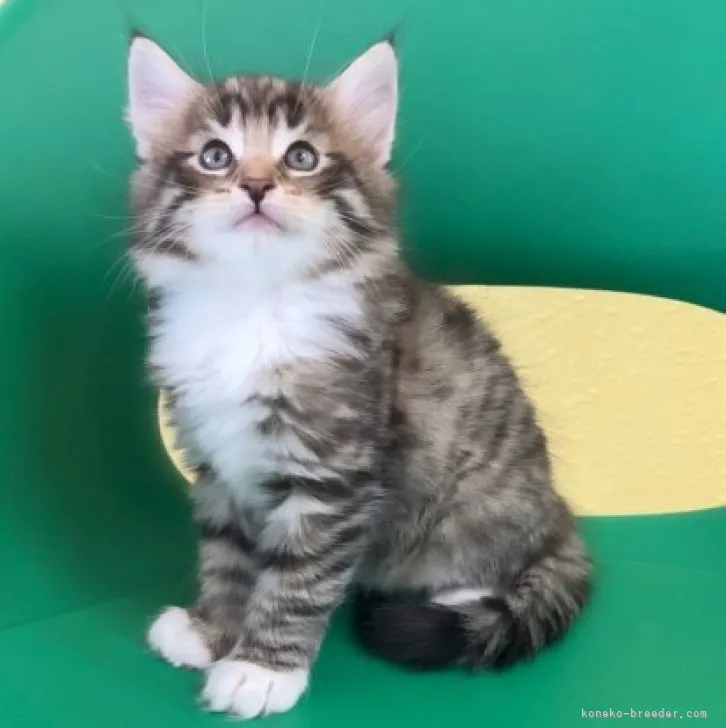 ID:2306-03062の子猫