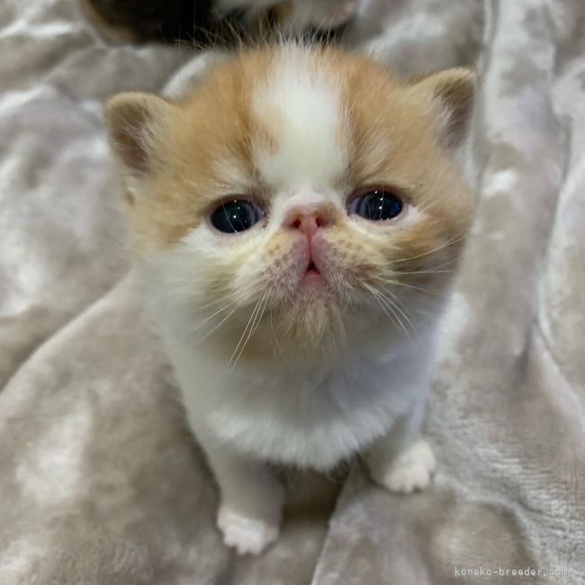 福岡県 村山 早紀 むらやま さき ブリーダー みんなの子猫ブリーダー