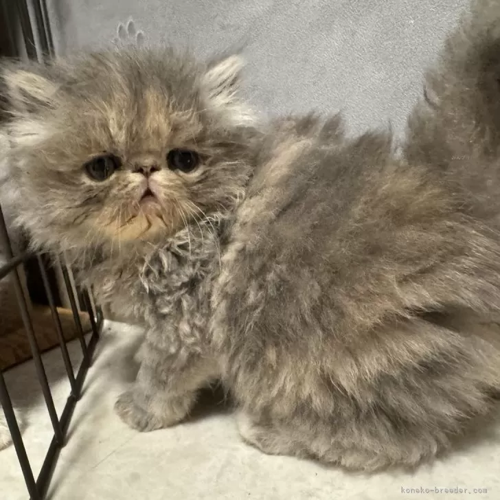 ID:2405-01556の子猫