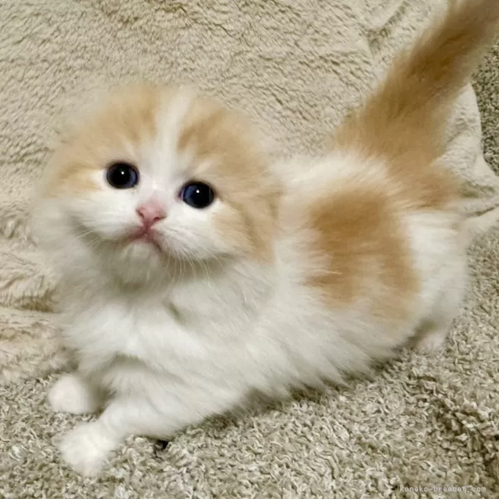 ID：2402-01598の子猫