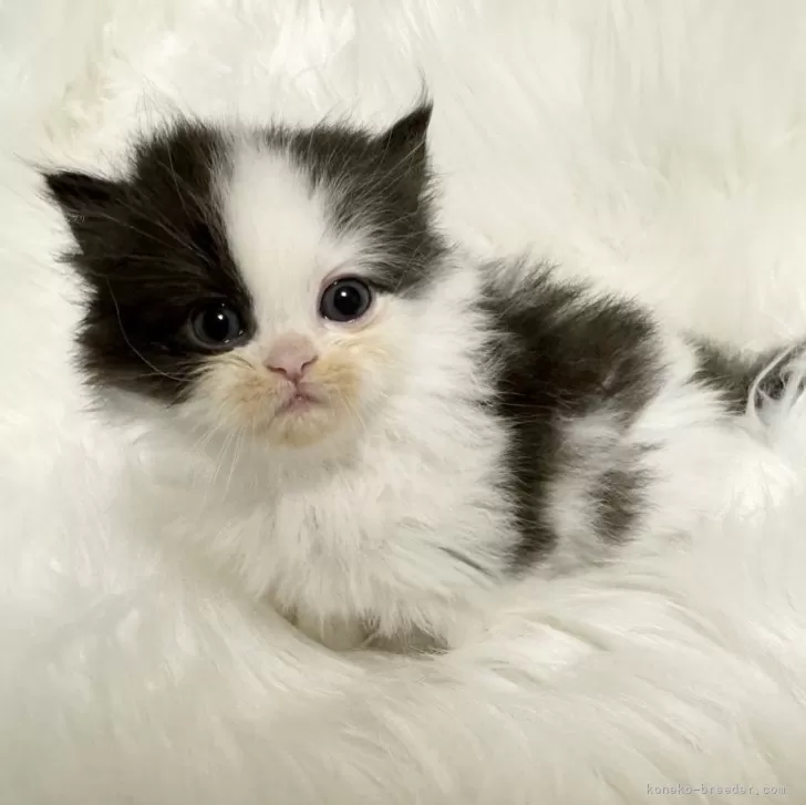 ID:2406-03033の子猫