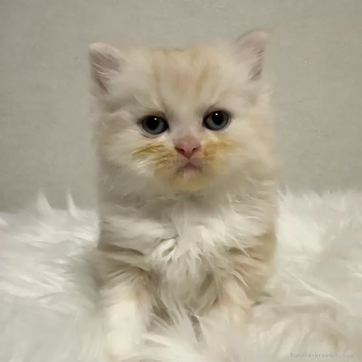 ID:2406-03308の子猫