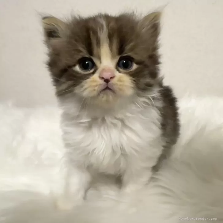 ID:2406-03305の子猫