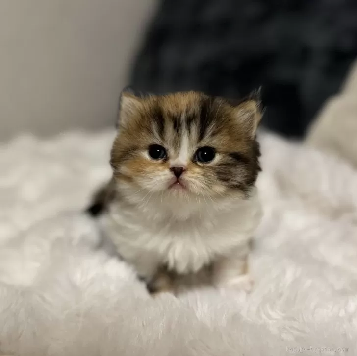 ID:2412-00939の子猫