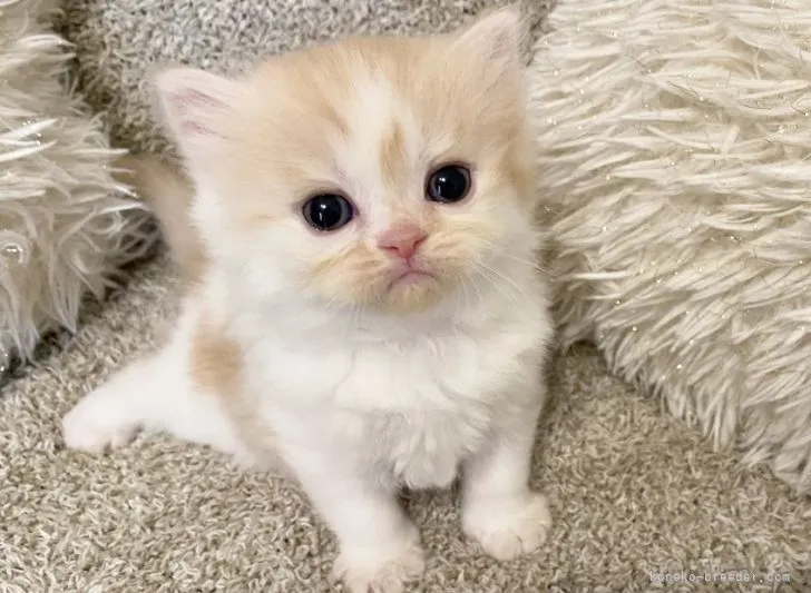 ID:2205-02730の子猫