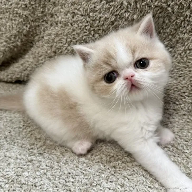 ID:2311-01497の子猫