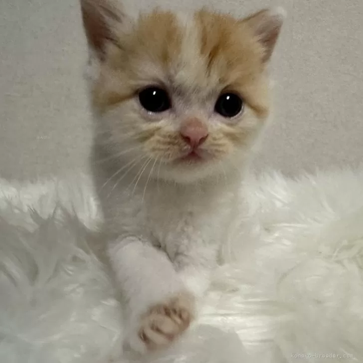 ID:2406-03306の子猫