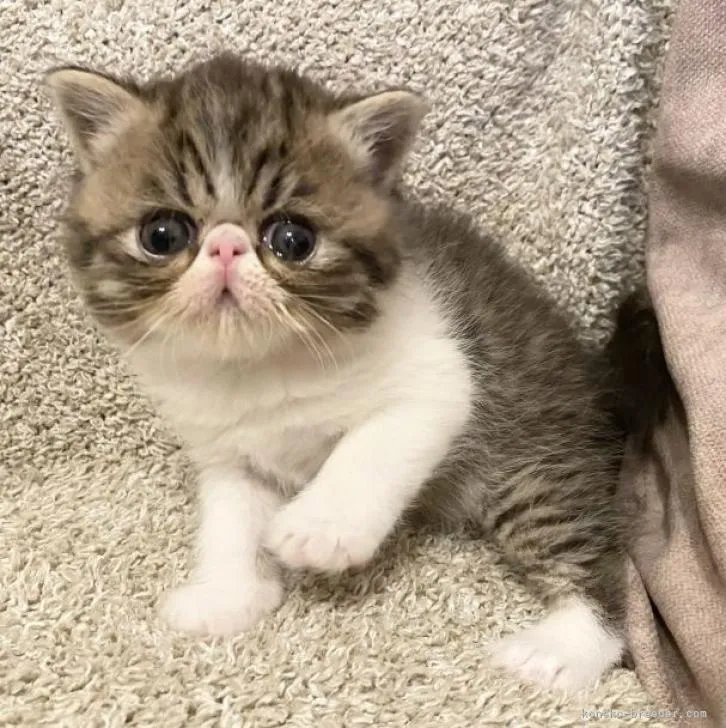 ID:2212-01708の子猫