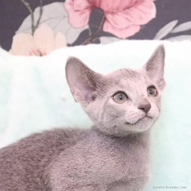 ID:2408-02951の子猫
