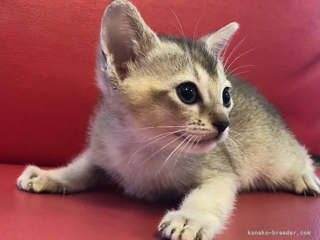 西岡　正子(にしおか　まさこ)ブリーダー(徳島県・マンチカンなど・ACC登録)の紹介写真3