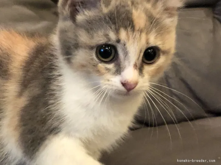 ID:2108-02019の子猫