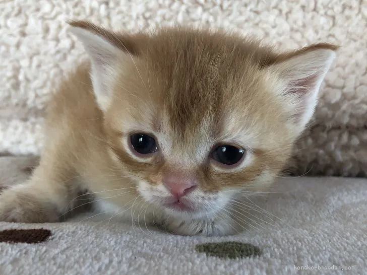 ID:1911-01448の子猫