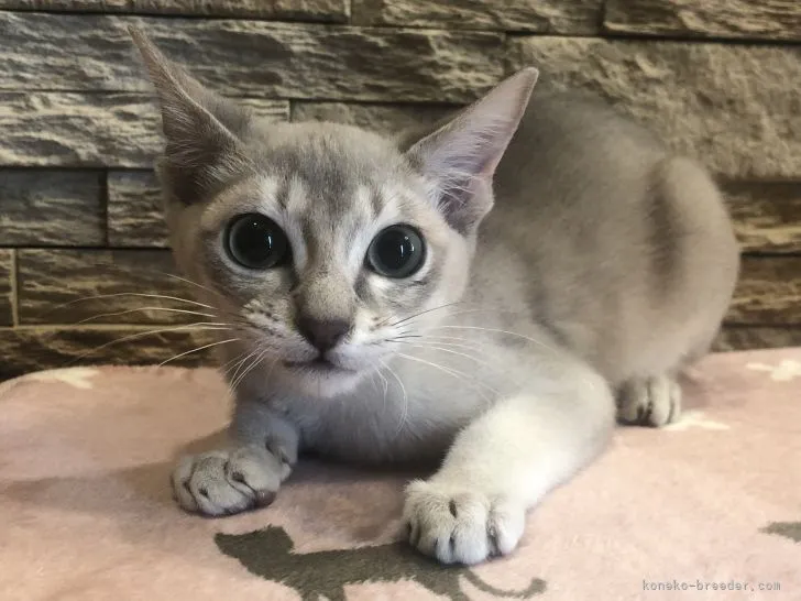 るな 様のお迎えした子猫