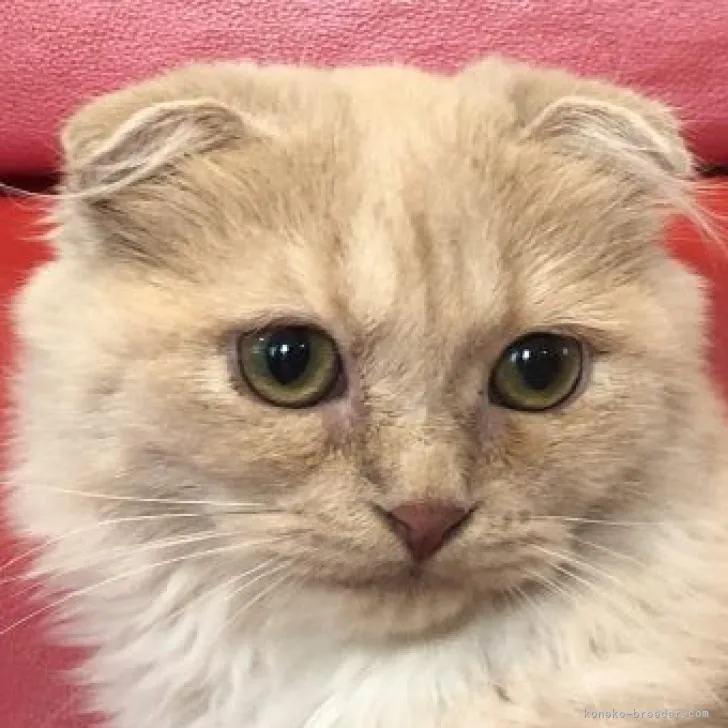 ID:2210-02595の子猫