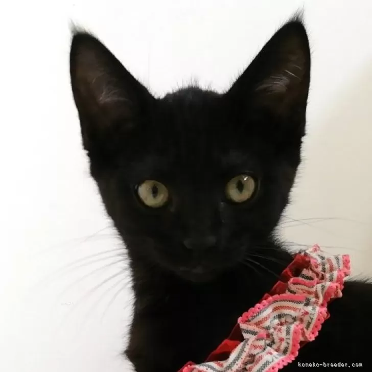 ID:2406-01093の子猫