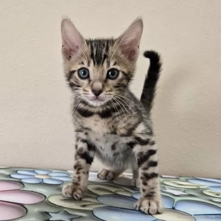ID:2504-00140の子猫