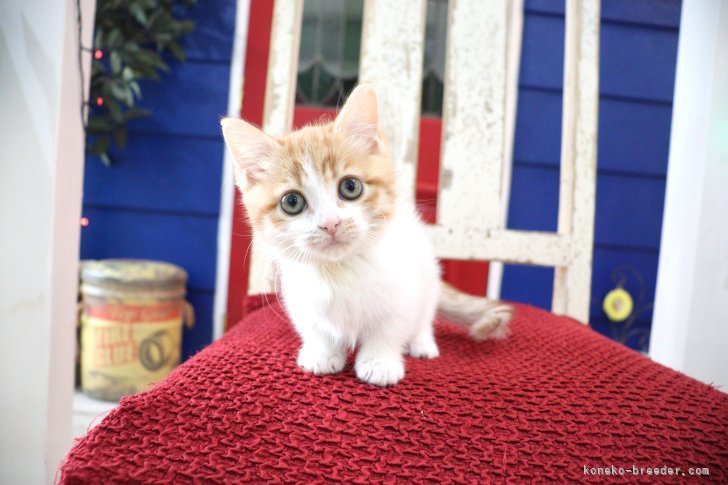 大嶽頼子ブリーダーのブログ：ぴょんぴょん跳ねるように遊ぶ♬ミヌエットの仔猫ちゃん(*^O^*)