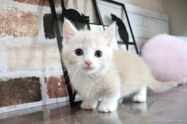 大嶽頼子ブリーダーのブログ：お迎えまでに色々練習中♬マンチカンの仔猫ちゃん(*^O^*)