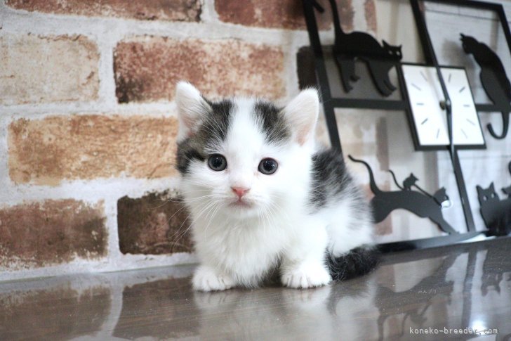 大嶽頼子ブリーダーのブログ：白黒モノトーンカラーのあまえんぼちゃん♡マンチカンの仔猫ちゃん（ｏ＾＾ｏ）