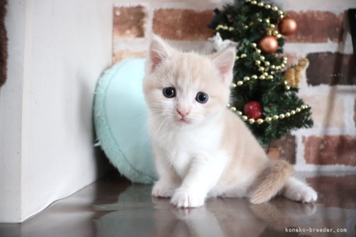 大嶽頼子ブリーダーのブログ：年始にお迎え♡来年が待ち遠しいマンチカンの仔猫ちゃん(^o^)