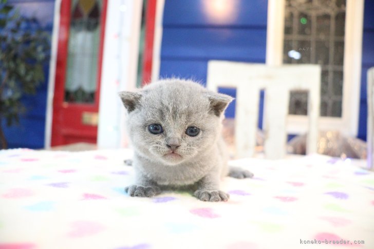 大嶽頼子ブリーダーのブログ：年末年始とブリティッシュの仔猫ちゃんデビューのご案内！