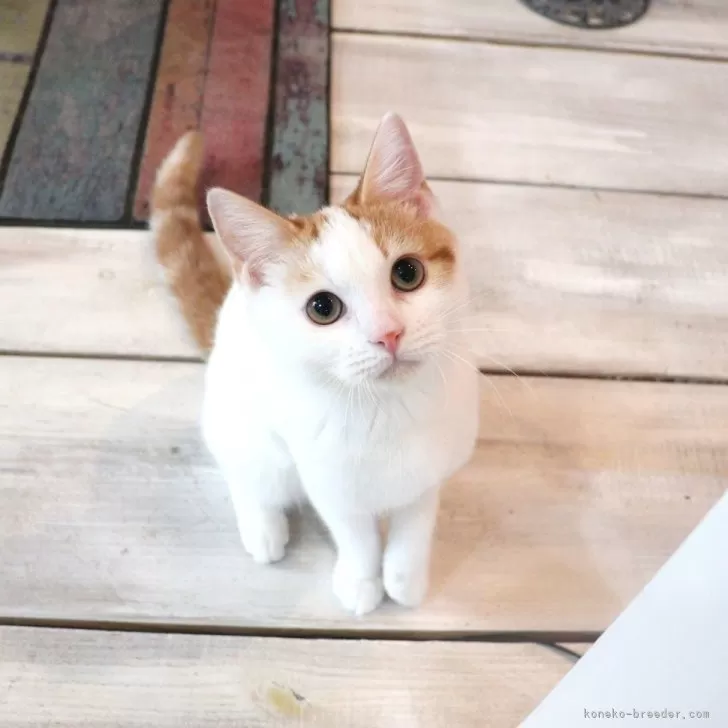 ID:2405-02620の子猫