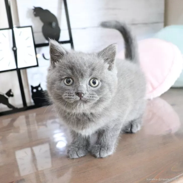 ID:2502-00556の子猫