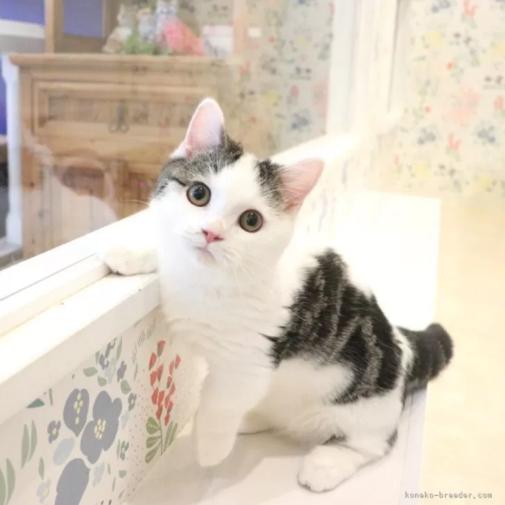 ID:2502-00552の子猫