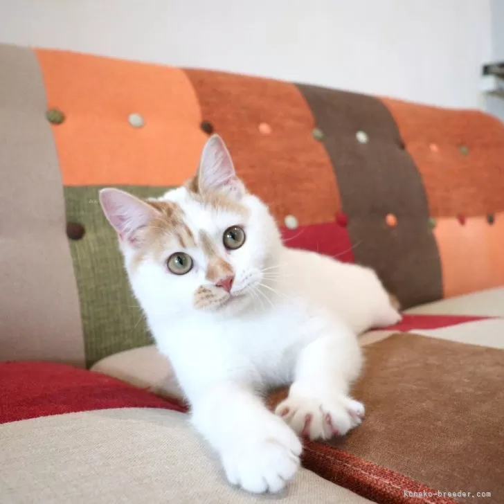 ID:2410-02047の子猫