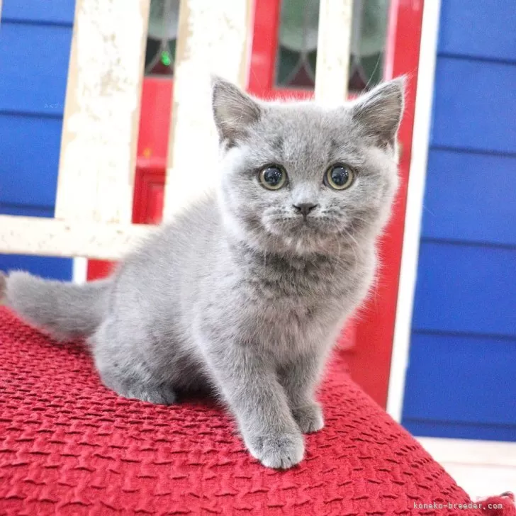 ID:2412-02536の子猫
