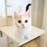 マンチカン(短足)