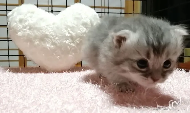 ID:2107-00423の子猫