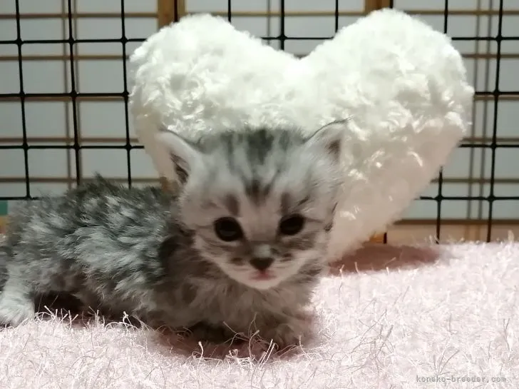 ID:2107-00420の子猫