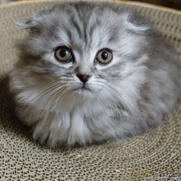 ID:2301-02192の子猫