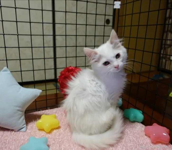 ID:2205-03413の子猫