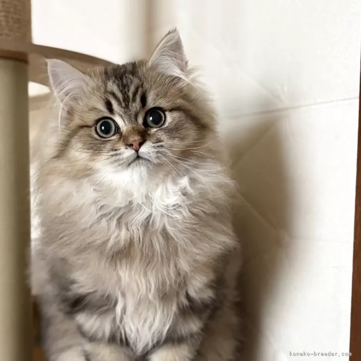 ID:2501-02095の子猫