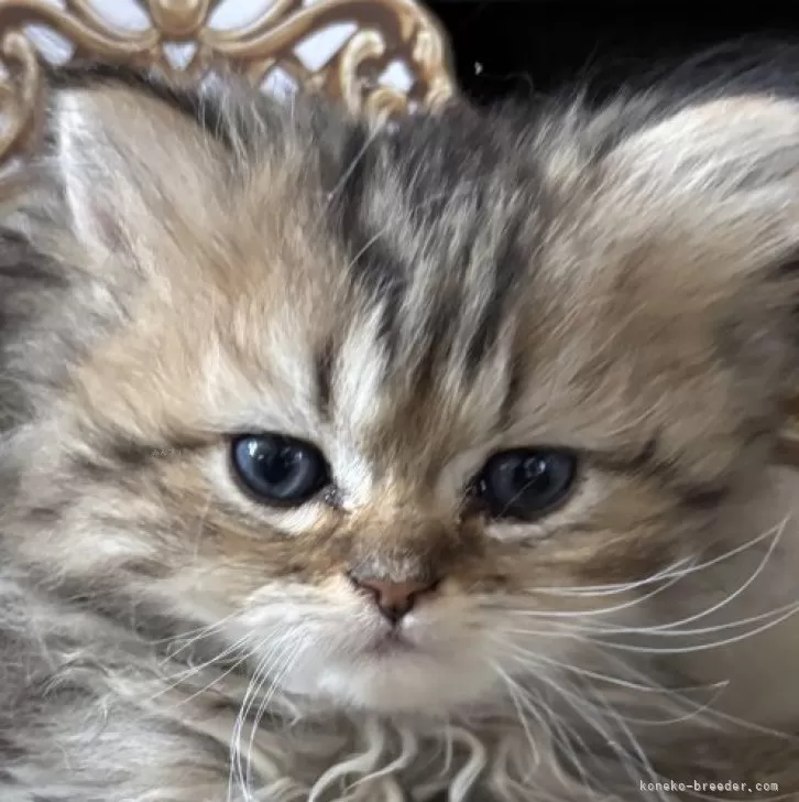ID:2502-02448の子猫