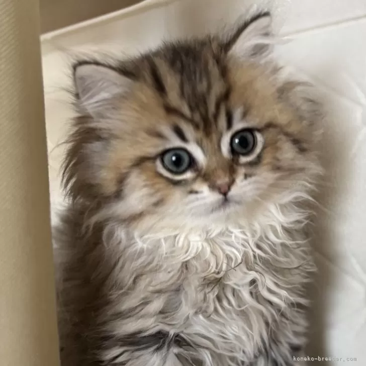 ID:2501-02101の子猫