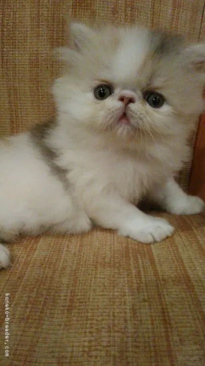 ID:2204-01886の子猫