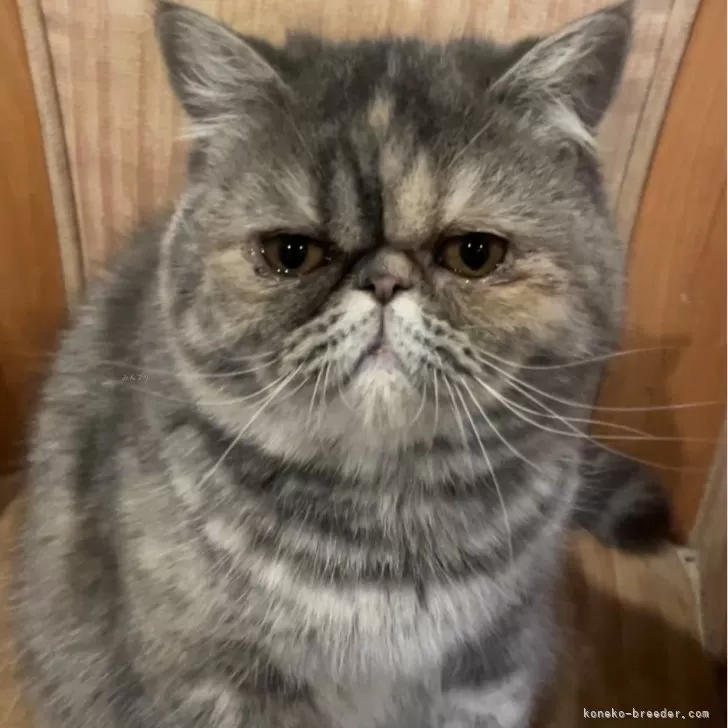 maru 様のお迎えした子猫