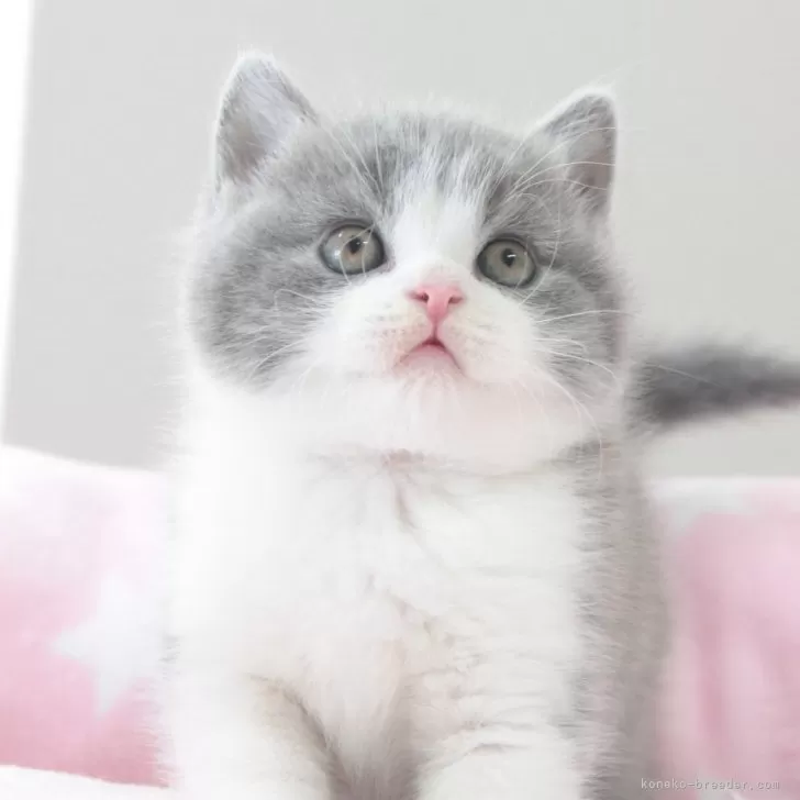 ID:2410-02767の子猫