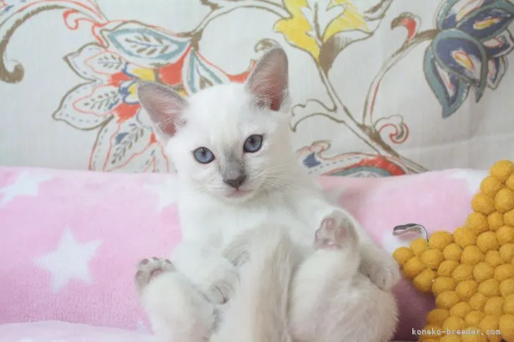 あーちゃん 様のお迎えした子猫