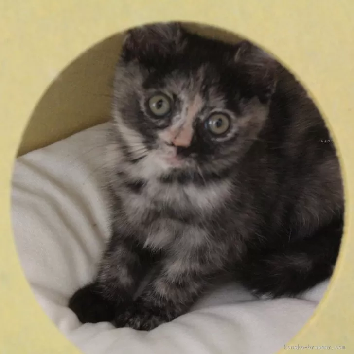 ID:2401-00396の子猫