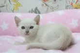 トンキニーズ【愛知県・男の子・2023年3月28日・プラチナミンク】の写真5「5/7撮影」
