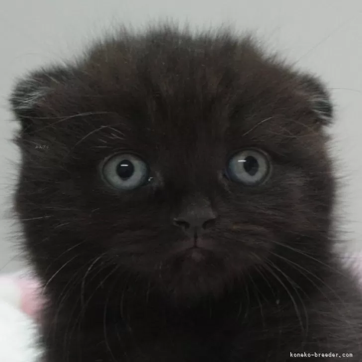 Y.Y 様のお迎えした子猫